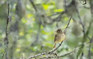 Insect Eating Prints: A western flycatcher Empidonax difficilis perched on a mossy branch looking for food