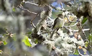 Insect Eating Prints: A western flycatcher Empidonax difficilis perched on a mossy branch looking for food