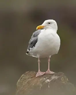 Charadriiformes Prints: Western Gull (Larus occidentalis) Doran Regional Park Bodega Bay Sonoma County California USA