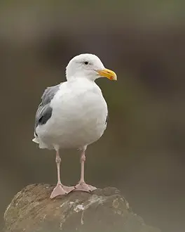 Charadriiformes Prints: Western Gull (Larus occidentalis) Doran Regional Park Bodega Bay Sonoma County California USA