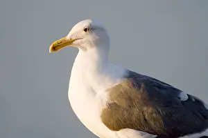 Salt Marsh Prints: Western gull (Larus occidentalis) at Elkhorn Slough in Moss Landing, California