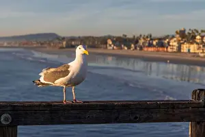 Gull Prints: A Western Gull in Oceanside, California