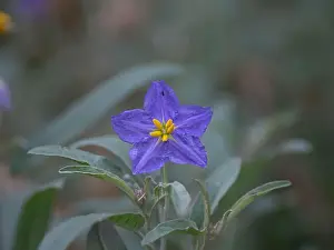 Agricultural Land Prints: Western Horse-Nettle (solanum dimidiatum)