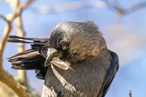 Raven Prints: Western jackdaw Coloeus monedula grooming feathers