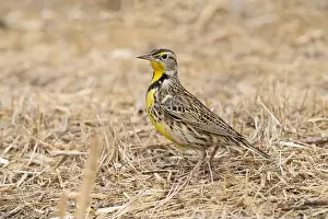 Douglas Herr Prints: Western Meadowlark (Sturnella neglecta) Glenn County California