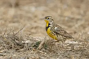 Douglas Herr Prints: Western Meadowlark (Sturnella neglecta) Glenn County California