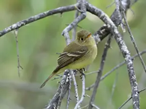 Insectivore Prints: Western or Pacific Slope Flycatcher
