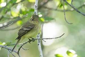 Insectivore Prints: Western or Pacific Slope Flycatcher