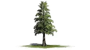 Columbia Prints: Western Red Cedar tree - isolated on white background