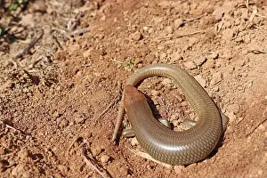 Red Tailed Prints: Western Redtail Skink, Gilbert's Skink Lizard, San Diego County, California, USA