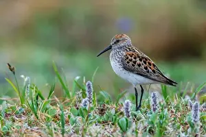 Peep Prints: Western sandpiper at home in the arctic tundra habitat of the Seward Peninsula, Alaska