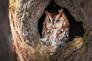 Yellow Eyes Prints: Western Screech Owl looking out of a tree hole