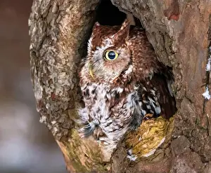 Yellow Eyes Prints: Western Screech Owl looking out of a tree hole