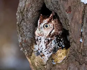 Yellow Eyes Prints: Western Screech Owl looking out of a tree hole