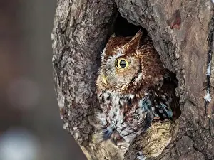 Yellow Eyes Prints: Western Screech Owl looking out of a tree hole