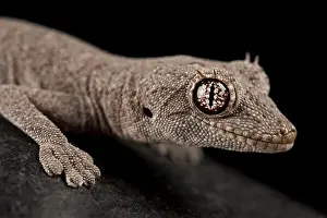 Western shield spiny-tailed gecko (Strophurus wellingtonae)