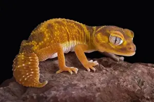 Knob Tailed Gecko Prints: Western Smooth Knob-tailed Gecko (Nephrurus levis occidentalis)