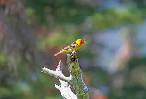 Pine Forest Prints: Western Tanager in the Forest in Glacier Nationa Park in Montana