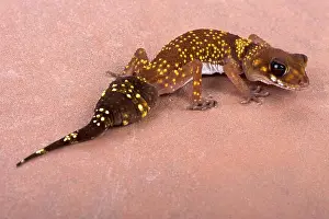 Nephrurus Prints: Western thick-tailed gecko, Underwoodisaurus milii