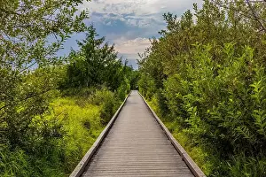 Wildland Prints: Westland crossed by a boardwalk in Bottle Beach State Park, Washington State, USA