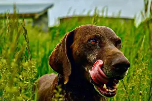 Licking Prints: Wet german short haired pointer dog licking lips in grass