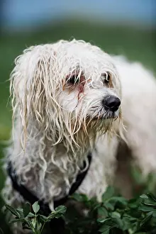 Cuddling Prints: Wet maltese dog running in a park