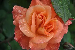 Raindrops Prints: Wet Peach Rose. A peach colored rose that is still wet with rain drops