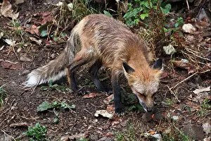 Omnivore Prints: A very wet sad fox looking at the ground