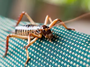 Eyed Prints: This weta an exotic insect related to grasshoppers crickets and locusts clings to a chair