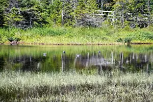 Canadian North Prints: Wetland birds on the pond at Salmonier Nature Park on NL 90 in Holyrood