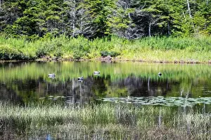 Canadian North Prints: Wetland birds on the pond at Salmonier Nature Park on NL 90 in Holyrood