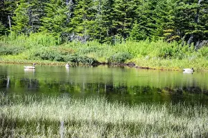 Canadian North Prints: Wetland birds on the pond at Salmonier Nature Park on NL 90 in Holyrood