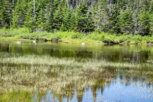 Canadian North Prints: Wetland birds on the pond at Salmonier Nature Park on NL 90 in Holyrood