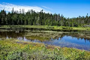Canadian North Prints: Wetland birds on the pond at Salmonier Nature Park on NL 90 in Holyrood