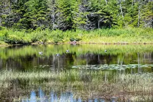 Labrador Prints: Wetland birds on the pond at Salmonier Nature Park on NL 90 in Holyrood