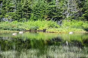 Labrador Prints: Wetland birds on the pond at Salmonier Nature Park on NL 90 in Holyrood