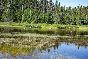 Labrador Prints: Wetland birds on the pond at Salmonier Nature Park on NL 90 in Holyrood