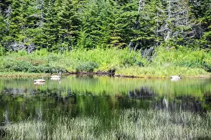 Labrador Prints: Wetland birds on the pond at Salmonier Nature Park on NL 90 in Holyrood