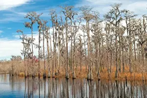 Spanish Moss Prints: Wetland Forest Along the Suwannee River in Stephen C Foster State Park in Georgia