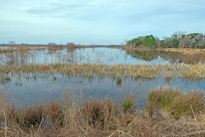 South Carolina Prints: Wetland in a Southern Wildlife Refuge in the Ernest F