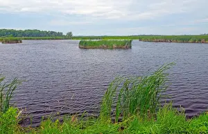 Reeds Prints: Wetlands and Grasses in a Wildlife Refuge at the Horicon National Wildlife Refuge in Wisconsin