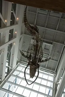 Universities Prints: Whale bone skeleton displayed inside Memorial University on Mt