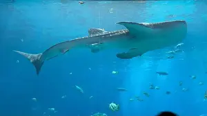 Atlanta Prints: Whale shark at the Georgia Aquarium