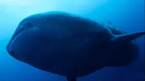Animal Behaviour Prints: Whale Shark, Rhincodon typus, Darwin and Wolf Islands