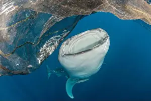 Chondrichthyes Prints: Whale shark (Rhincodon typus) feeding off fishing nets at surface