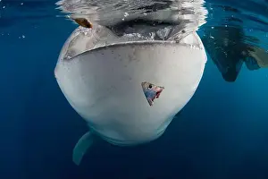 Chondrichthyes Prints: Whale shark (Rhincodon typus) gulping water near the surface, Cenderawasih Bay, Indonesia