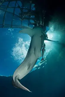 Vulnerable Species Prints: A whale shark (Rhincodon typus) near the surface under a bagan