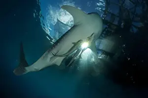 Vulnerable Species Prints: A whale shark (Rhincodon typus) near the surface under a bagan