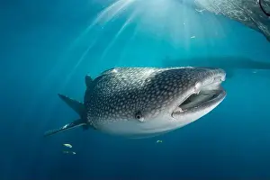 Chondrichthyes Prints: Whale shark (Rhincodon typus) swimming near the surface, Cenderawasih Bay, Indonesia