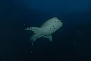 Whale Shark Prints: Whale shark at the Tubbataha Reef National Park Philippines